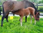 Foal Feeding Off Mare Stock Photo