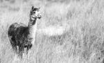 Alpaca In A Field. Black And White  Stock Photo