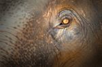 Elephant Eye Stock Photo