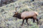 Elk Or Wapiti (cervus Canadensis) Stock Photo