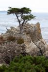 Monterey Cypress Tree On The Carmel Coast Stock Photo