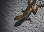 Close Up Lizard With Yellow Glowing Eyes Stock Photo