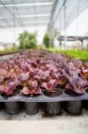 Organic Vegetable Growing In Farm Stock Photo