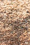 Close Up Paddy Rice Background In Sunset Stock Photo