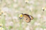 Monarch Butterfly Stock Photo