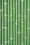 Bamboo Stock Photo