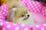 Pomeranian Dog Stock Photo