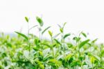 Tea Growing With A White Background Stock Photo