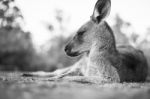 Kangaroo Outside During The Day Stock Photo