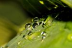 Water Drops On Leaves Stock Photo