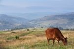 Cows On A Mountain Pasture. Autumn Hills Stock Photo