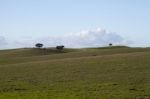 Empty Green Hills With Very Few Scattered Trees Stock Photo