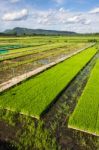 Transgenic Rice Stock Photo