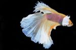 Colorful Betta(siam Fighting Fish) Isolated On Black Background Stock Photo