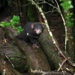 Tasmanian Devil Found During The Day In Tasmania Stock Photo