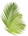 Palm Leaf Isolated On White Background Stock Photo