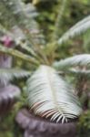 Green Leaves In Home Garden Stock Photo