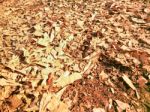 Dry Leaves Autumn Background Stock Photo