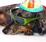 A Dog's Life Having Fun At A Party Stock Photo