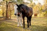 Horses In The Paddock Stock Photo