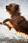 Wet Dog Stock Photo