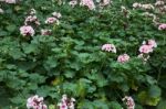 Pink Geranium Flower Blooming In The Garden Stock Photo