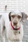 Brown Domestic Dog With Red Collar Stock Photo