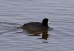 Beautiful Photo With Funny American Coot In The Lake Stock Photo