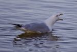 Beautiful Isolated Picture With A Gull Screaming In The Lake Stock Photo