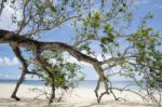 Fallen Tree On The Beach Stock Photo