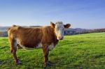 Cow Standing In Pasture Stock Photo