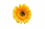 Gerbera Flower Stock Photo