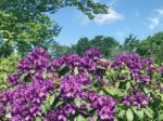 Rhododendron-flowers In The Park Stock Photo