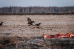 Black Crows Eating Carrion Stock Photo