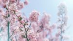 Cherry Blossom In Spring. Spring Season Background, Sakura Season In Korea. Soft Focus Stock Photo