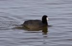 Beautiful Image With Amazing American Coot In The Lake Stock Photo