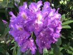 Flowers Rhododendron Stock Photo