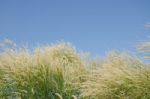 
Flowers
Waving Wind Blows Thee In The Daytime Sun, Flowers And Stock Photo