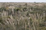 Mediterranean Needle Grass (stipa Capensis) Stock Photo