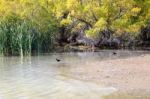 Black Stilt (himantopus Novaezelandiae) Stock Photo