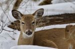 Beautiful Isolated Picture With A Wild Deer In The Snowy Forest Stock Photo