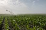 Irrigation Of Corn Field Stock Photo