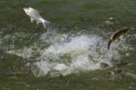 Silver Barb Fish In Farm Stock Photo