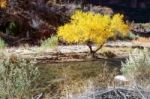 Cottonwood Tree On The Banks Of The Virgin River Stock Photo