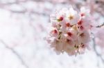 Cherry Blossom With Soft Focus, Sakura Season Background In Spring Stock Photo