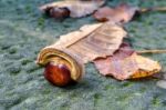 A Conker And Leaves On A Lichen Covered Wall Stock Photo