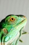 Iguana Head Stock Photo