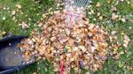 Fall Leaves And Yard Work Stock Photo