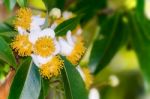 White Flowers Of Calophyllum Inophyllum Stock Photo