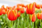 Orange And Yellow Tulips Stock Photo